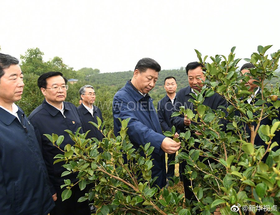 光山油茶籽榨油設(shè)備，山茶籽油榨油機廠家(圖1)